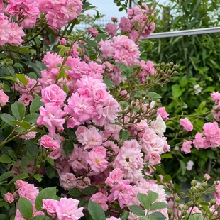 藤本 超级童话 月季花苗 欧月爬藤多花蔷薇 藤本月季花苗攀援花卉