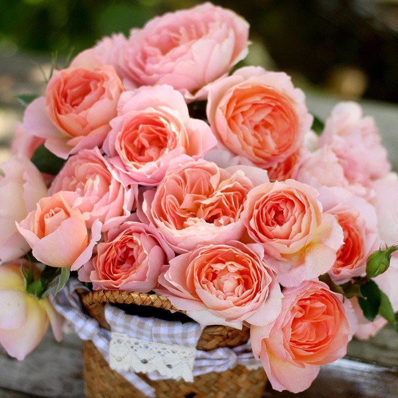新品 杏让 月季花苗 大花灌木重瓣勤花直立月季庭院阳台盆栽花卉