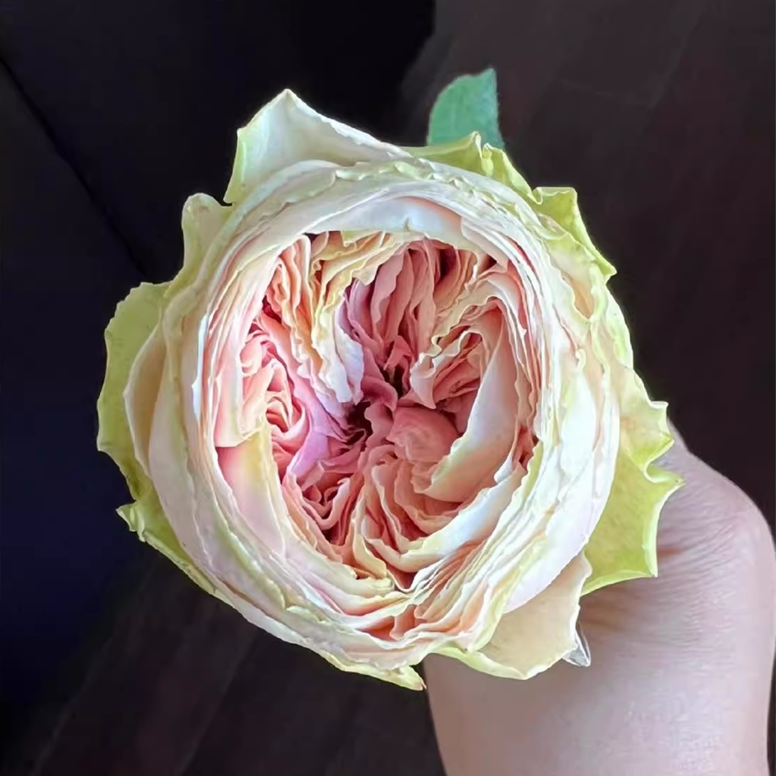 新品 旋律 月季花苗 重瓣包子型多头勤花直立月季庭院阳台盆栽