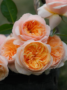 朱丽叶 月季花苗 淡香勤花灌木直立包子型切花奥斯汀月季庭院阳台