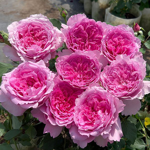 新品 仙姬 月季花苗 重瓣大花多头灌木浓香切花月季 庭院阳台盆栽