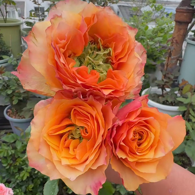 新品 铜厂 月季花苗 重瓣灌木大花直立多头切花月季 庭院阳台盆栽