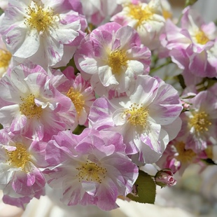 新品 覆盆子冰糕 月季花苗灌木单瓣粉色条纹浓香勤花庭院阳台盆栽