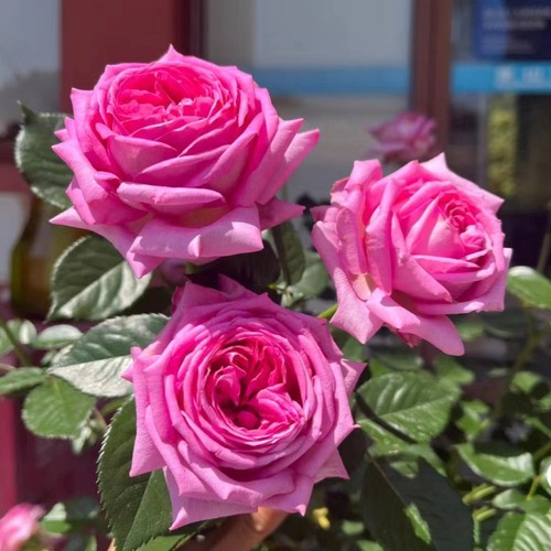 新品 特拉方特 月季花苗 大花灌木浓香勤花切花月季 阳台庭院盆栽