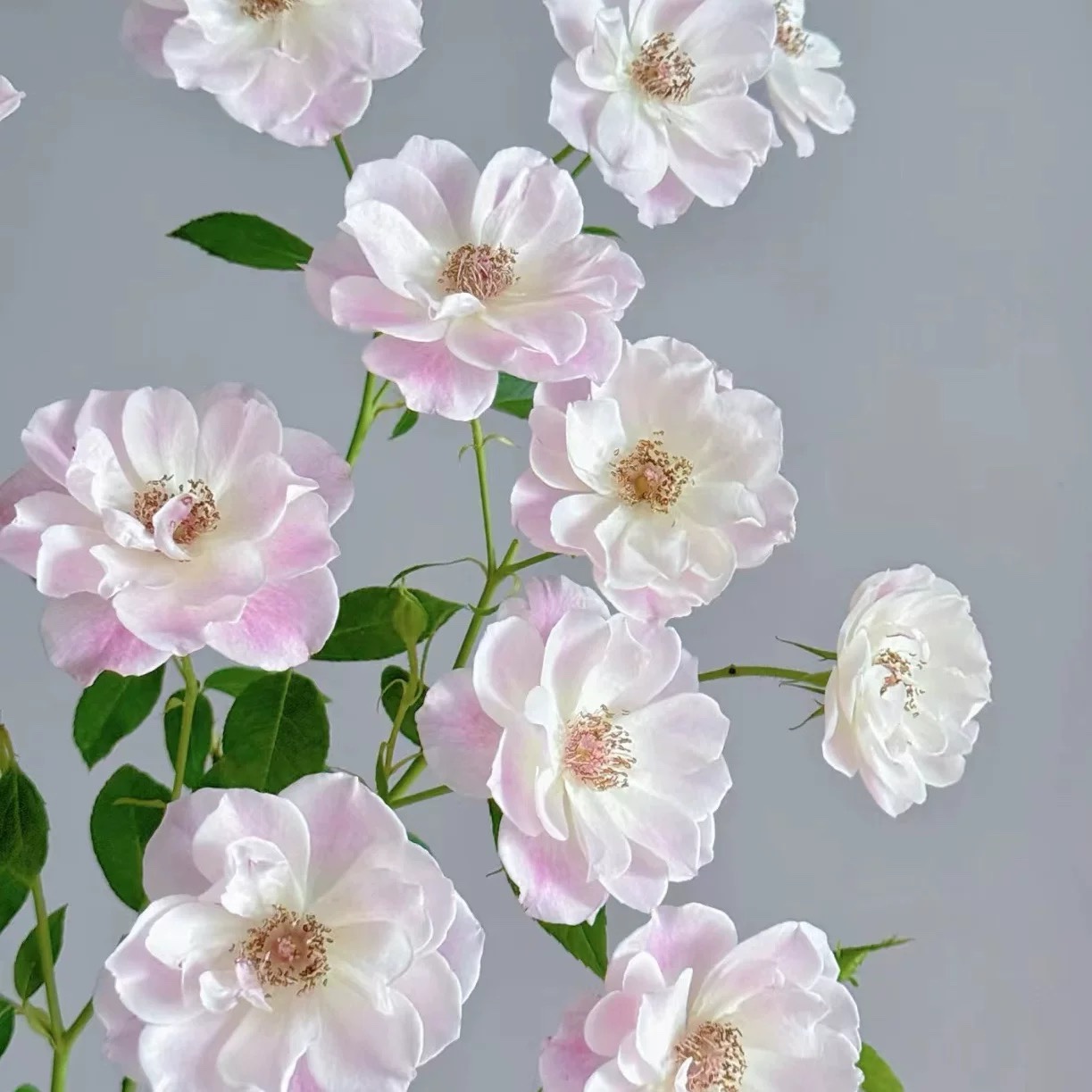 腮红冰山/羞涩冰山 月季花苗 单瓣灌木 多头勤花丰花玫瑰冰山芽变