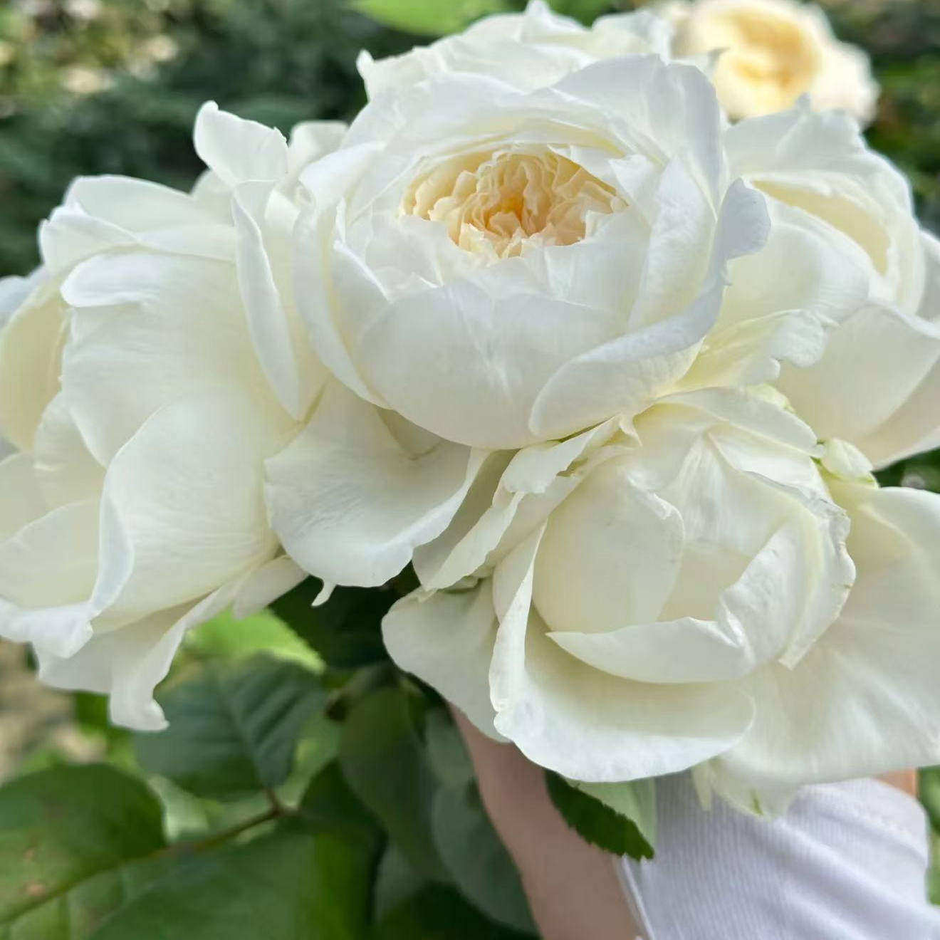 新品 皎月仙子 月季花苗 重瓣包子型多头切花月季 庭院阳台盆栽