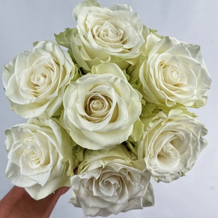 Mia 大花重瓣灌木直立切花月季 米娅 花苗 庭院阳台盆栽 月季 新品