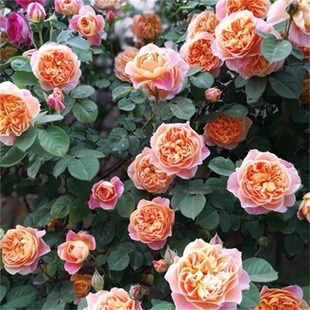 印象派月季 节开花小苗 扦插花苗藤本盆栽地栽浓香型爬藤多季