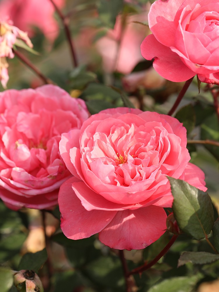 新品 蜜语 月季花苗 重瓣灌木多头勤花切花月季 庭院阳台盆栽