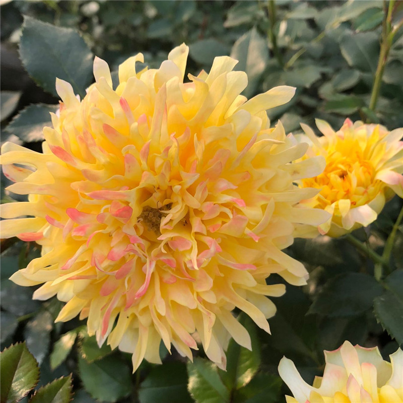 新品 烟花波浪 月季花苗 黄色勤花灌木大花卉玫瑰盆栽室内外阳台
