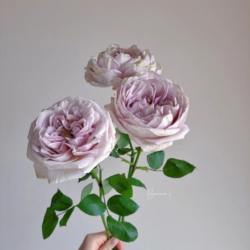 新品 贝壳花瓶 月季花苗 重瓣包子型灌木多头月季 庭院阳台盆栽