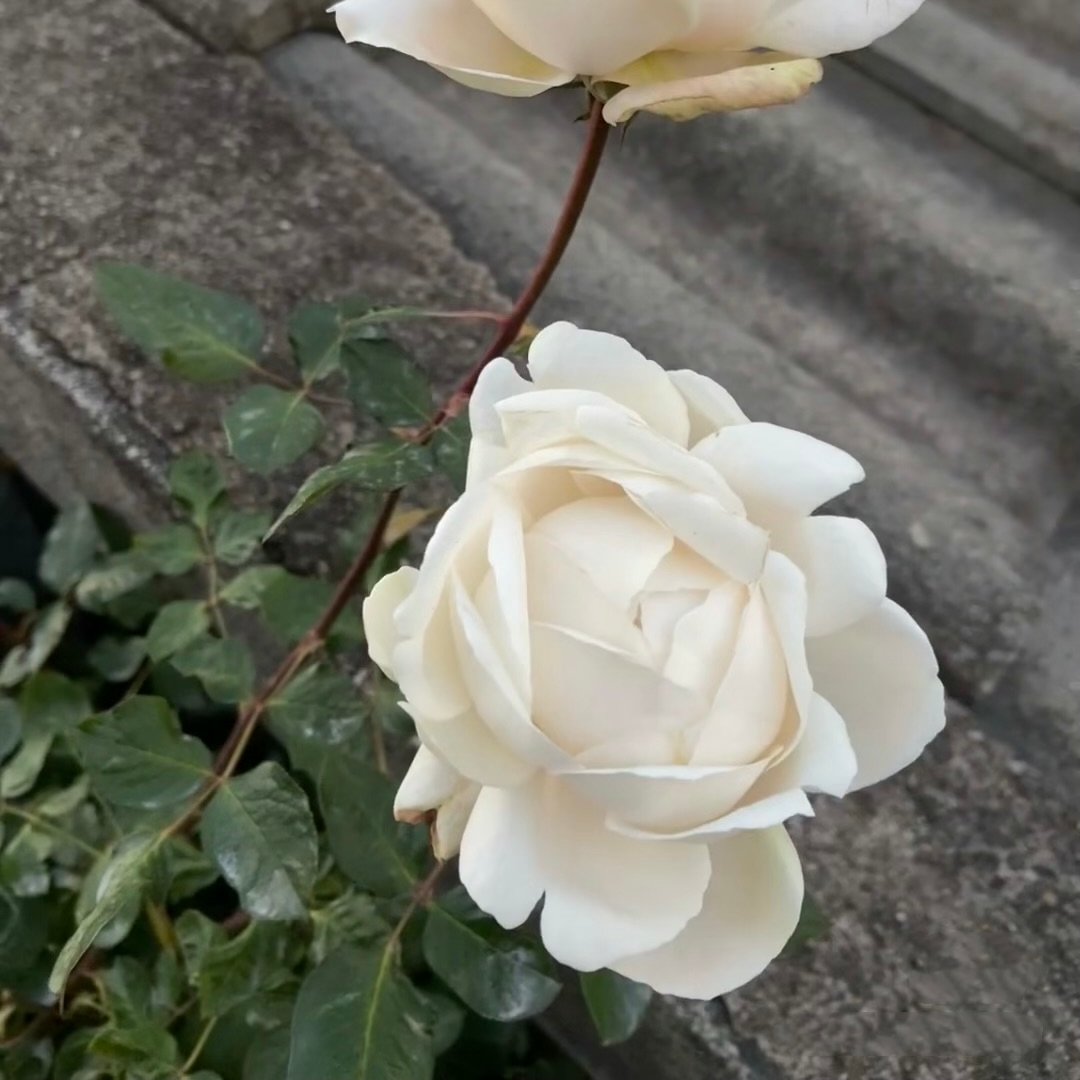 伊芙 雪之香水/白雪香水 月季花苗 大花浓香灌木月季庭院阳台盆栽