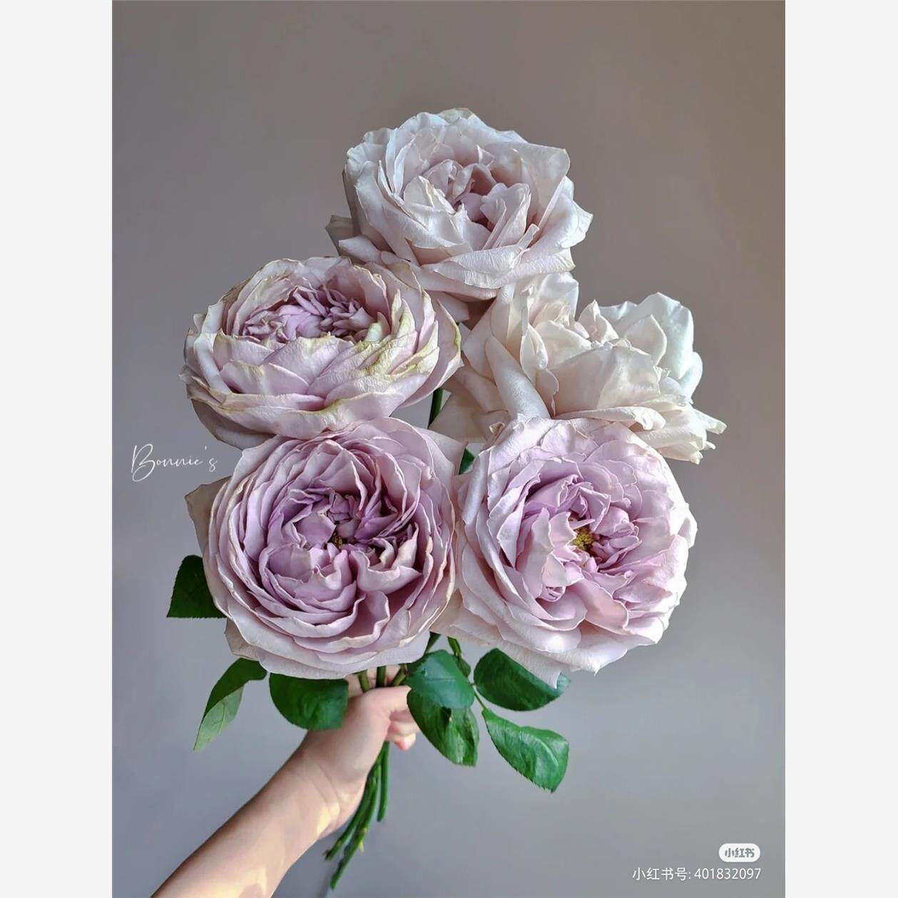 【水灵花园】贝壳花瓶 日本Art Rose切花月季玫瑰花苗灌木 苗小