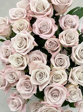 新品 曼塔 月季花苗 切花灌木多头勤花复古月季 庭院阳台盆栽