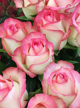 朱米莉亚 艾莎 大花月季花苗玫瑰灌木勤花切花阳台庭院花卉盆栽