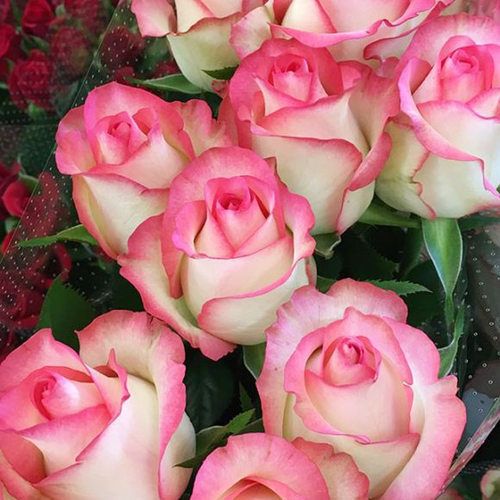 朱米莉亚 艾莎 大花月季花苗玫瑰灌木勤花切花阳台庭院花卉盆栽