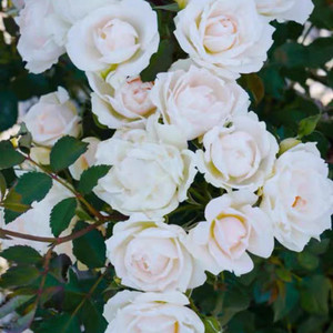 冰冠/香缇奶油 月季花苗 灌木勤花法国玫昂多头月季庭院阳台盆栽