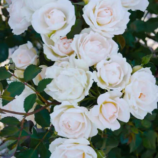 灌木勤花法国玫昂多头月季 冰冠 花苗 月季 庭院阳台盆栽 香缇奶油