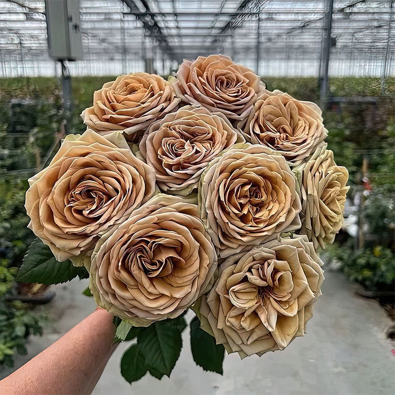 新品 泰迪熊 月季花苗 灌木大花 切花玫瑰 直立勤花庭院阳台盆栽,鲜花速递/花卉仿真/绿植园艺,月季/蔷薇/玫瑰,淘宝优惠券,粉丝福利购,淘宝优惠卷