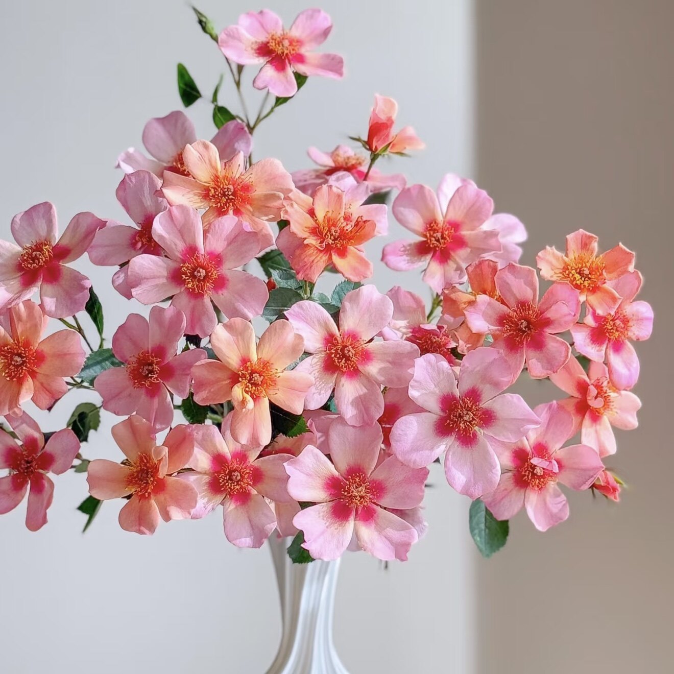 喜欢你的眼睛 月季花苗单瓣多头勤花月季阳台庭院花卉盆栽