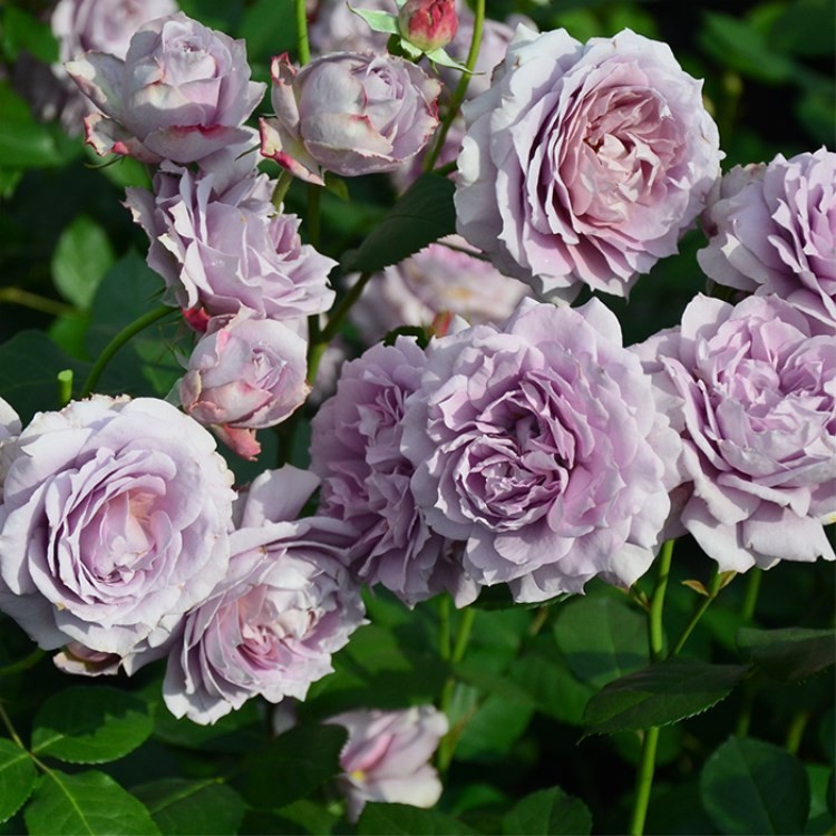 诺瓦利斯/蓝花诗人 月季花苗 大花浓香灌木勤花月季阳台庭院盆栽