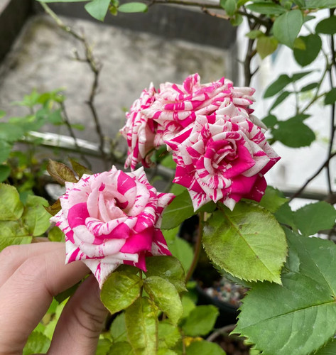新品 闪电舞 月季花苗 重瓣灌木切花多头勤花条纹 庭院阳台盆栽