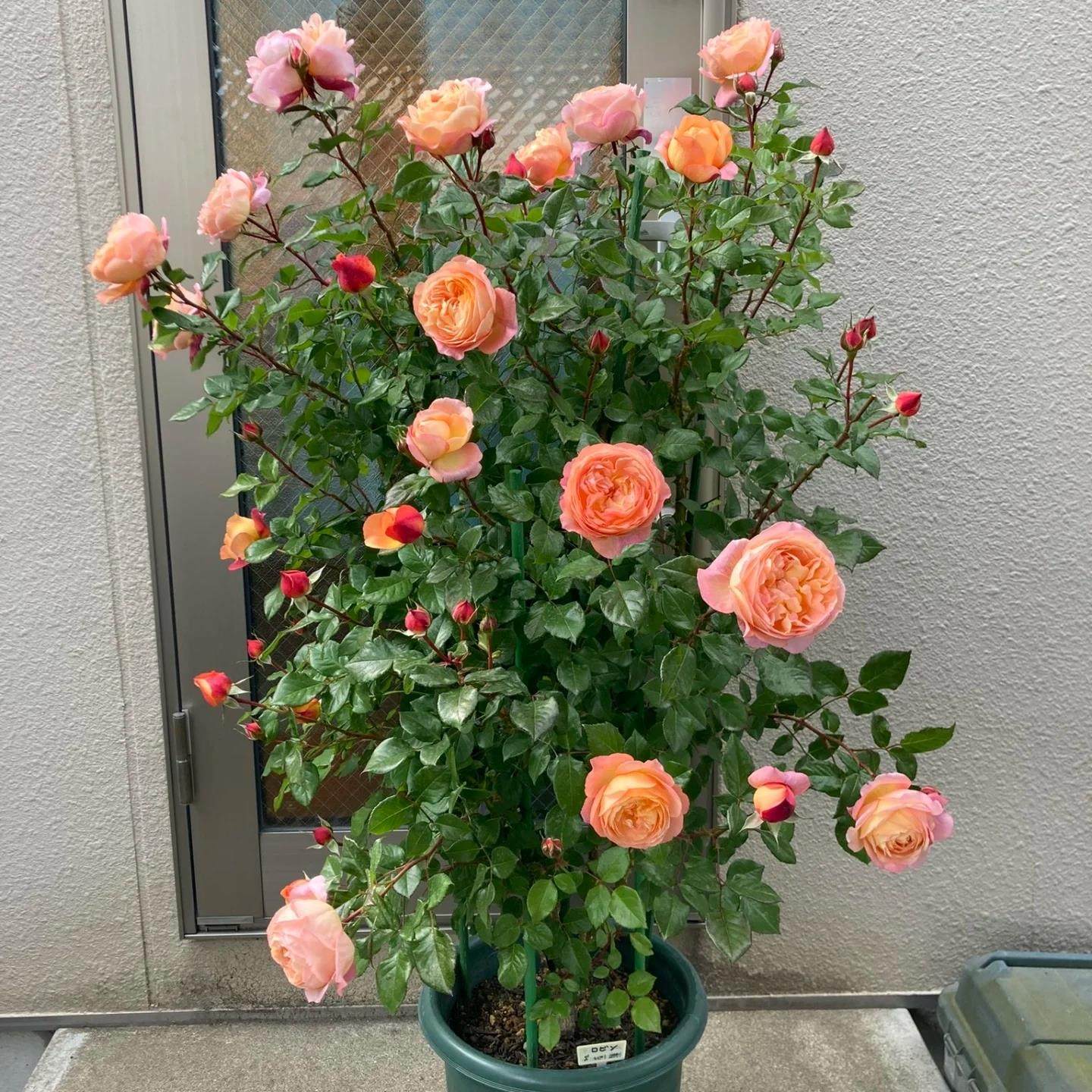 新品 罗宾 月季花苗 重瓣灌木多头勤花包子花型浓香玫瑰庭院阳台,鲜花速递/花卉仿真/绿植园艺,月季/蔷薇/玫瑰,淘宝优惠券,粉丝福利购,淘宝优惠卷