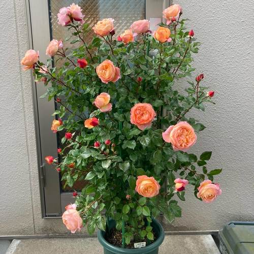 新品 罗宾 月季花苗 重瓣灌木多头勤花包子花型浓香玫瑰庭院阳台