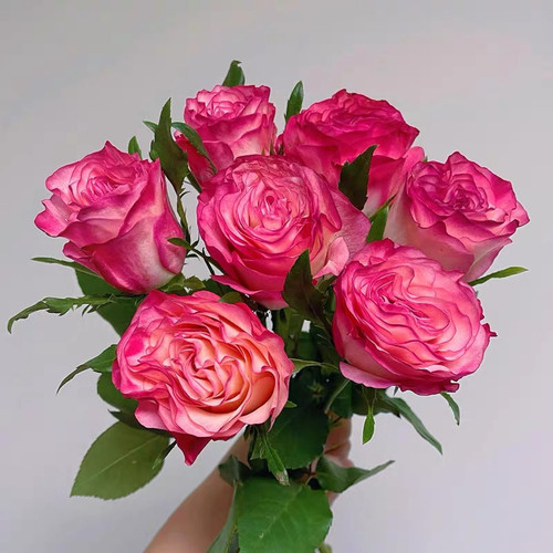 新品【卡门/魔法】月季花苗灌木勤花复色切花月季阳台庭院盆栽