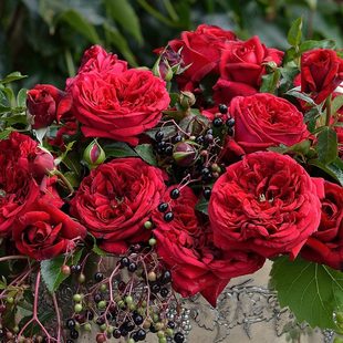 藤本 玫瑰国度的天使 月季花苗 爬藤灌木多头勤花 阳台庭院盆栽