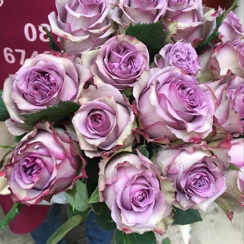 多姿桃 多洛塔紫 月季花苗大花灌木切花月季勤花庭院阳台盆栽,鲜花速递/花卉仿真/绿植园艺,月季/蔷薇/玫瑰,淘宝优惠券,粉丝福利购,淘宝优惠卷