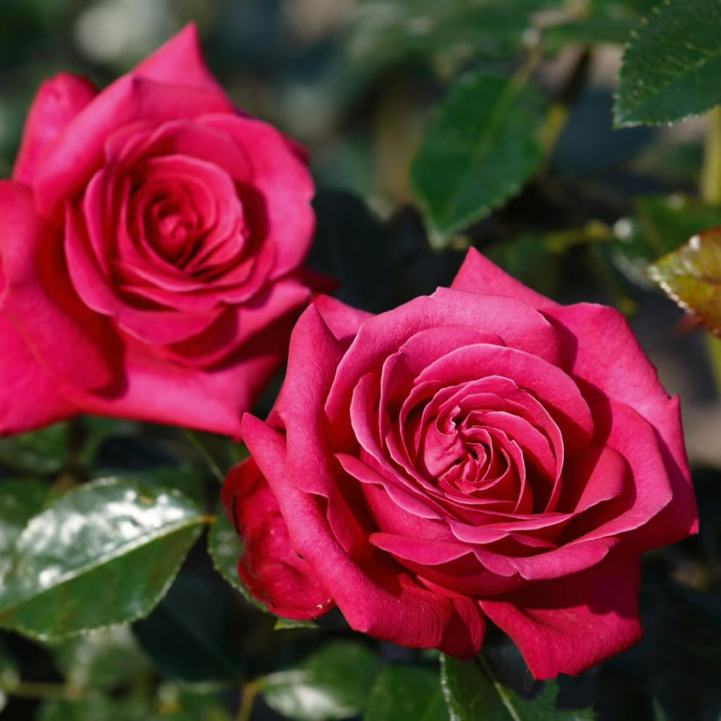 火热女士热辣女士/辣妹 月季花苗 丹陶 灌木大花浓香勤花月季盆栽