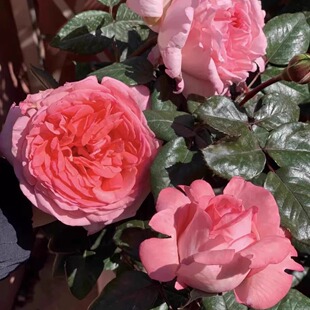 法版花宫娜 月季花苗 大花浓香灌木勤花切花月季庭院阳台盆栽