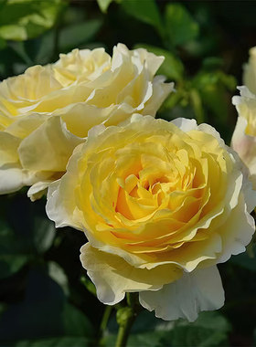 新品 法国电台 月季花苗 戴尔巴德 灌木大花浓香亮黄色法兰西电台