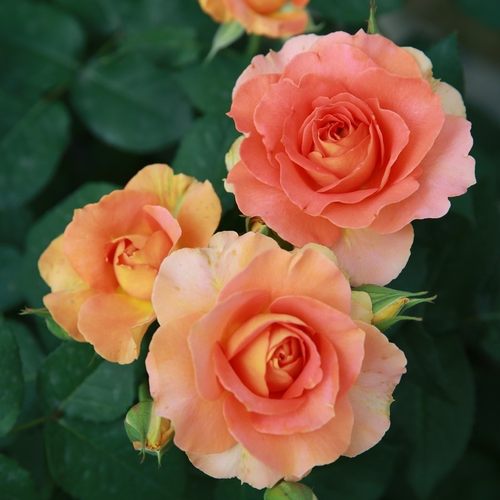 铜管乐队月季花苗大花多季玫瑰香盆栽阳台玫瑰花庭院勤花灌木杏色