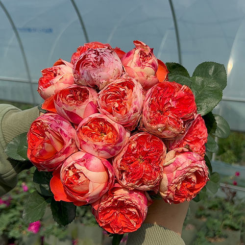 新品 橙子/橙意 切花灌木勤花玫瑰月季花苗盆栽地栽绿植花卉阳台