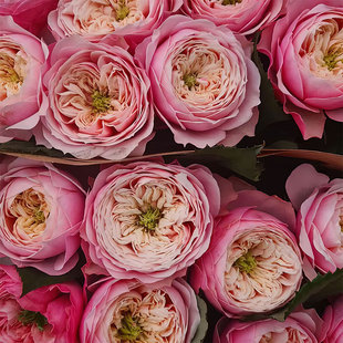 新品 诺桑觉寺 月季花苗 灌木大花 切花玫瑰 直立勤花耐开花期长