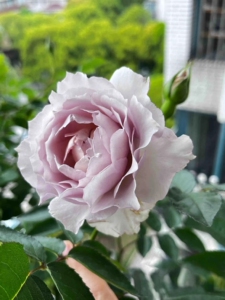 新品 浮月 月季花苗 灌木重瓣浓香美人尖切花月季 庭院阳台盆栽