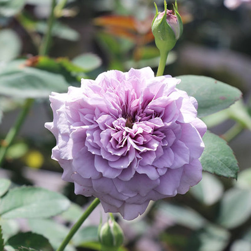 玉藻月季花大苗丰花紫色多头碎瓣莲花型四季阳台庭院花卉绿植盆栽