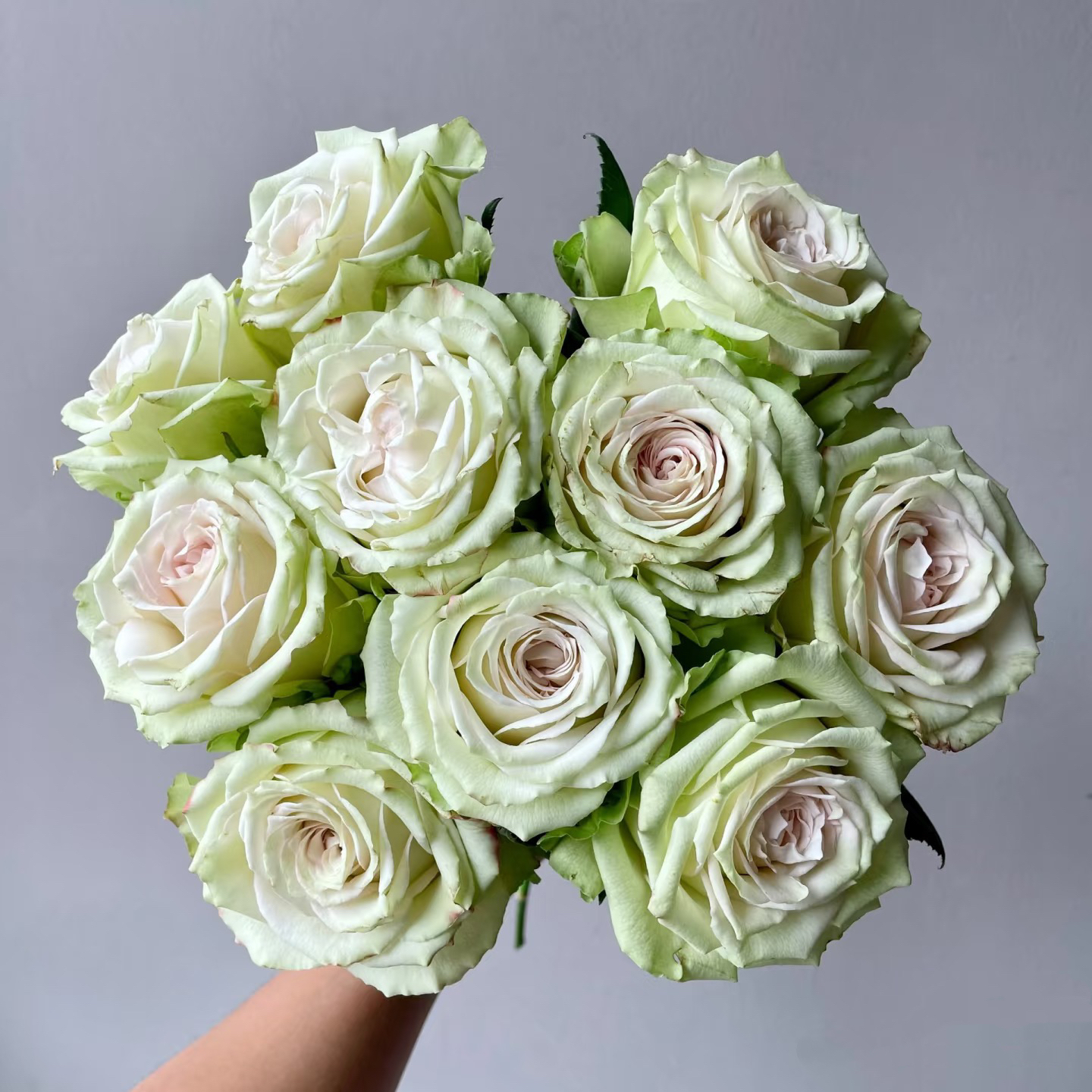 新品 催眠术 月季花苗绿色切花直立勤花灌木大花月季盆栽庭院阳台