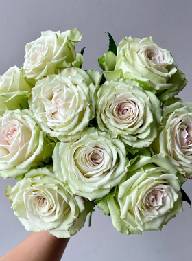 新品 催眠术 月季花苗绿色切花直立勤花灌木大花月季盆栽庭院阳台