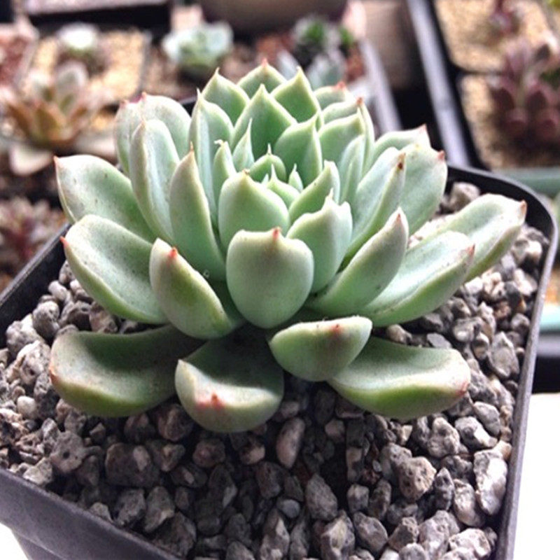 天然麦饭石颗粒净化鱼缸水族过滤多肉铺面材料营养土厂家直销包邮