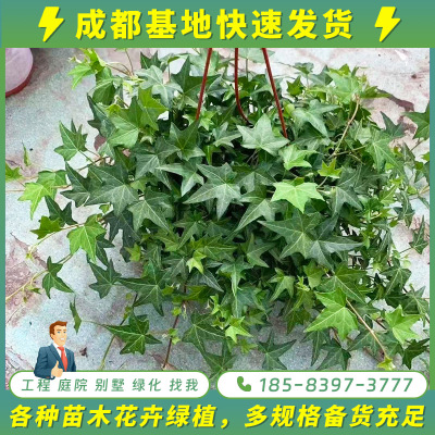 成都基地金边常春藤花叶络石花叶蔓垂吊藤条藤蔓植物工程护坡苗木