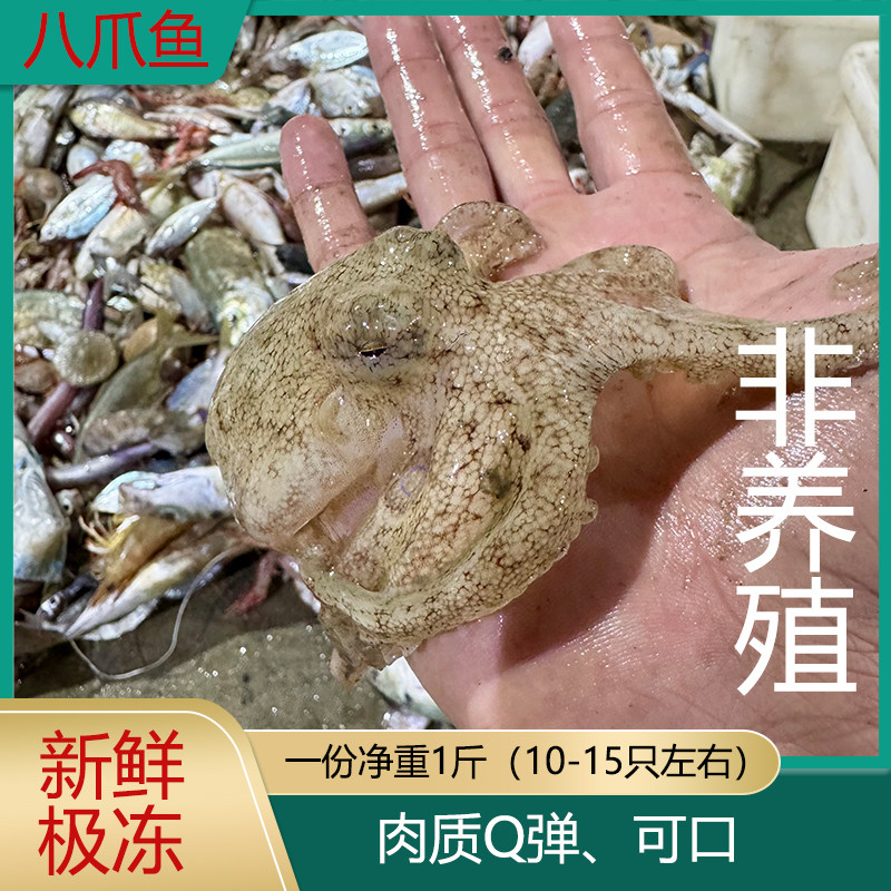 北部湾海鲜水产冰冻八爪鱼 章鱼10-15只3斤包邮船冻