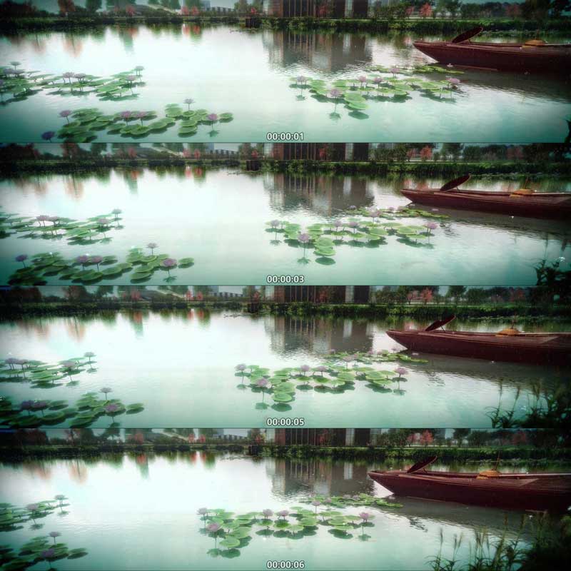 唯美 荷塘 荷叶 荷花池 绿色生态城市公园 3D三维宣传片动画视频