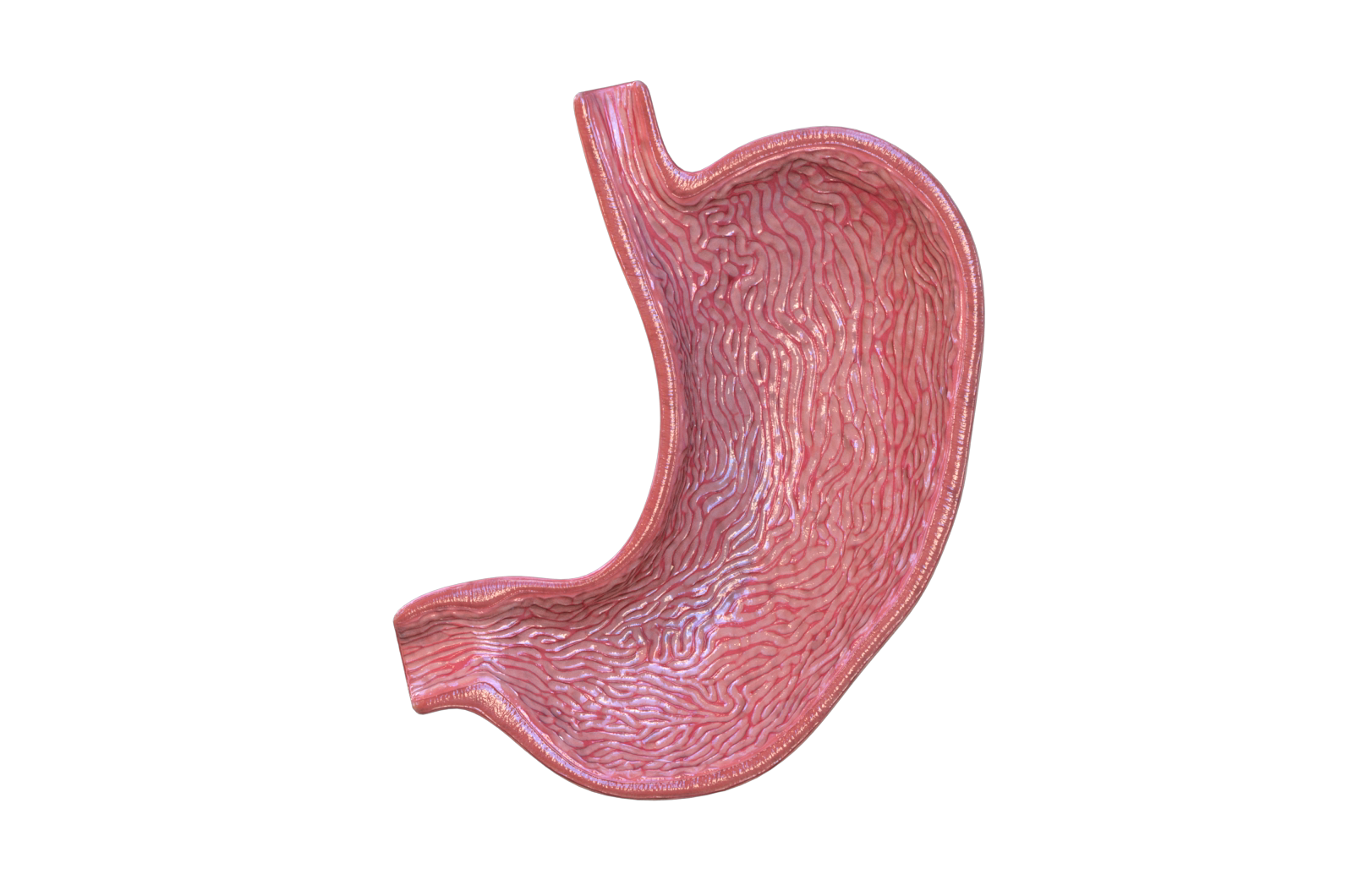 人体器官 胃 医学解剖模型 3d三维模型 3dmax maya模型 fbx模型