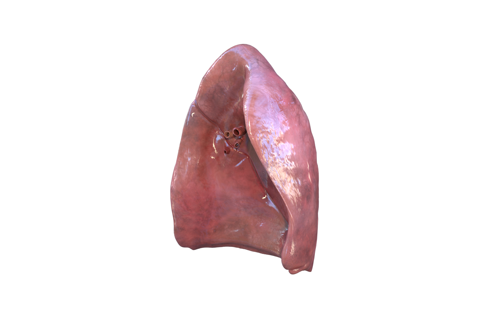 肺脏 医学解剖模型 3D三维模型 3Dmax C4D MAYA模型 FBX模型