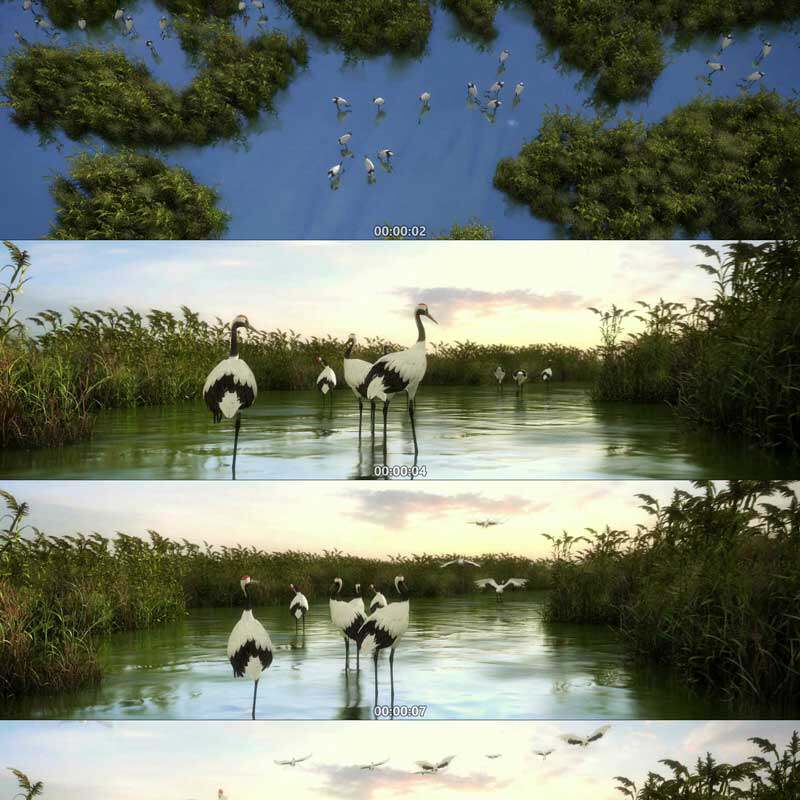丹顶鹤生态湿地公园沼泽栖息地自然风光3D动画三维漫游视频素材
