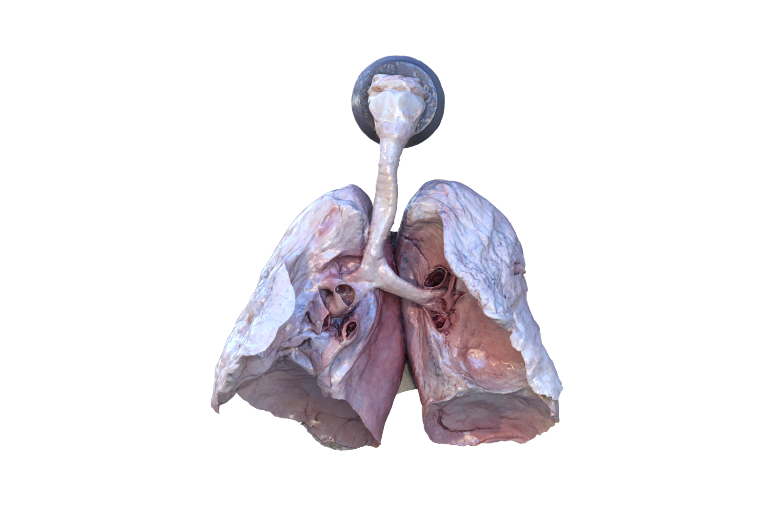 真实肺部 医学解剖模型 3d三维模型 3dmax c4d maya模型 fbx模型