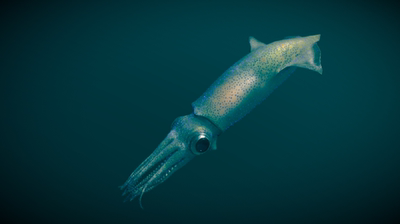 鱿鱼模型 3D模型 三维模型 FBX模型 PBR写实模型 Blender